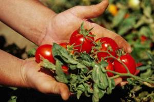 6 secrets: les tomates sont délicieux, juteux et grand