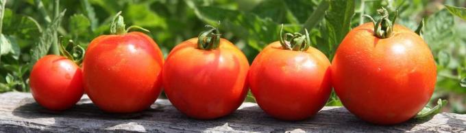 tomates fraîches sur la table est toujours le chemin!