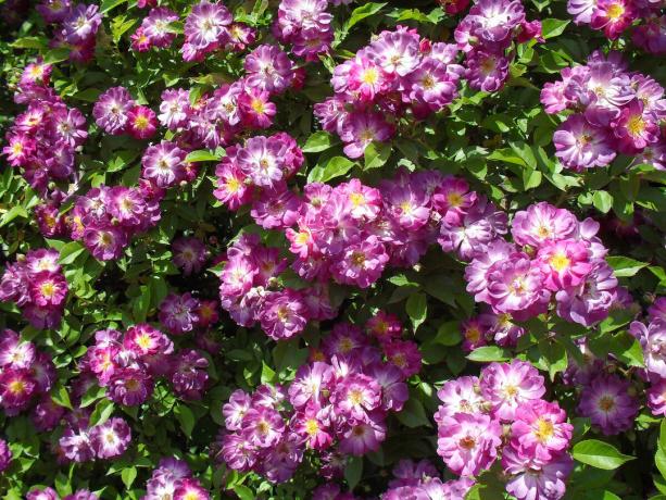 la fierté de mon jardin - rosier grimpant variétés Vilchenblau