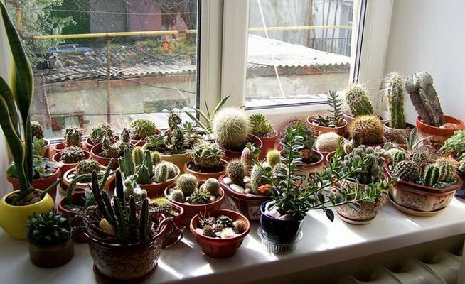 Collection de cactus sur la fenêtre sud