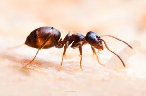 De fourmis livrer Semoule seul ingrédient supplémentaire