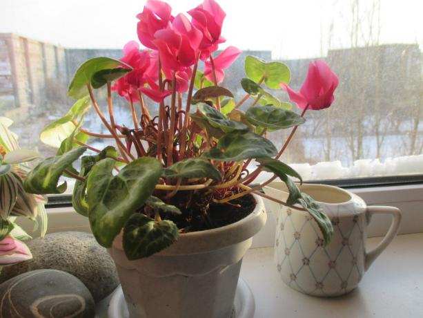 Mon cyclamen hiver dernier au début de la floraison