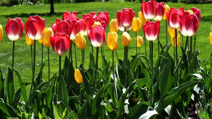Tulip - l'un des symboles de jardin de printemps! Photo: wallpaperscraft.ru