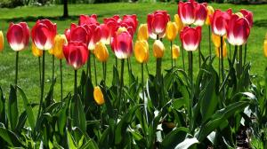 Coupe de tulipes: Est-ce que nuire à la plante et comment faire?