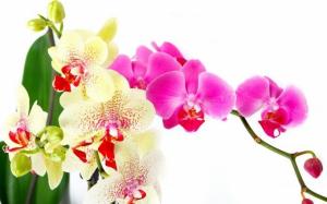 Prendre soin de l'orchidée après la floraison