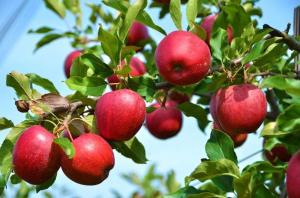 Que faire si la pomme et la prune ne portent leurs fruits?
