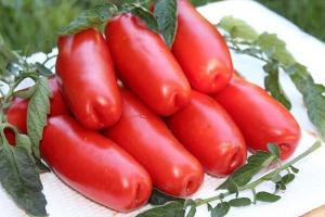 Tomate « Bois de chauffage. » Une variété intéressante et inhabituelle
