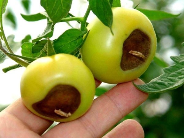 Un exemple classique de la pourriture apicale des tomates. Photos - liveinternet.ru