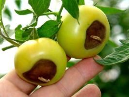 Pourriture des tomates fleur: symptômes et traitement