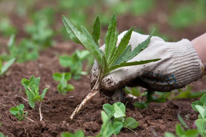 Dites les mauvaises herbes « Au revoir! », Utilisant ces méthodes | Jardinage & Horticulture