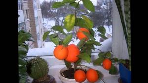 Comment faire des fruits Mandarin à la maison. conseils pratiques