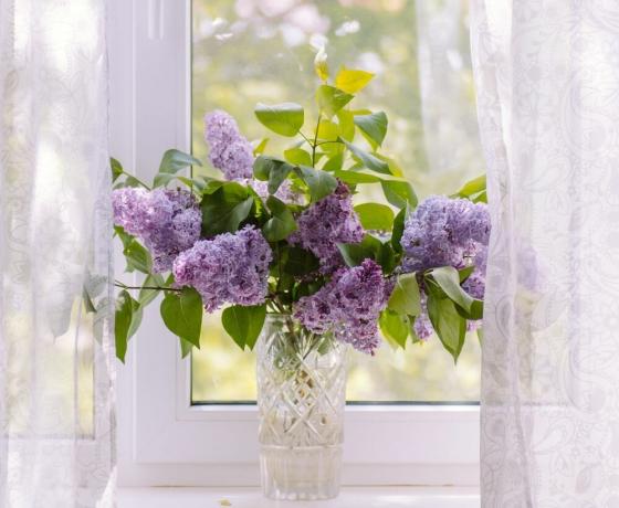 Charme bouquet de lilas. voir: 