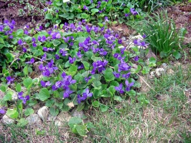 violette odorante a été utilisé à l'art le lever du soleil conception du paysage monastique en Europe. Et aujourd'hui, la fleur est prêt à égayer votre site. voir: 
