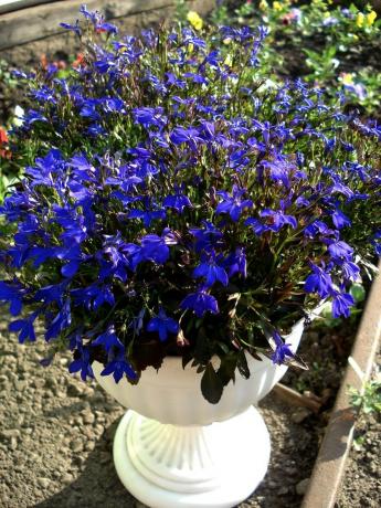 Lobelia dans mon jardin. Photos de la région de banlieue.