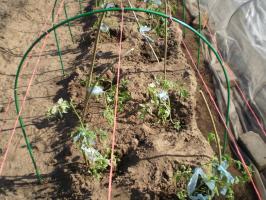 Tomates plantation sous l'abri temporaire