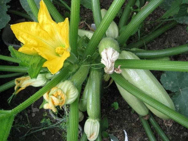 courgettes maturation