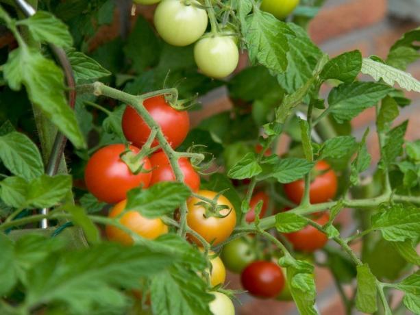 tomates raides