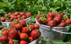 Fertiliser les fraises, ce qui augmentera la productivité en 2-3 fois