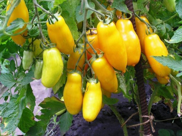Sur la photo: tomate cultivar « Pieds Banana », mûrissent dans le jardin