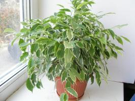 Ficus benjamina hiver: comment aider la pauvre, perdent leurs feuilles