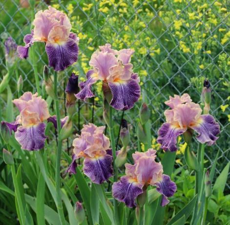 Iris peut être appelée fleur divine. Les anciens Grecs nommé la plante en l'honneur de leur déesse Iris, qui descend du ciel dans le monde mortel sur l'arc en ciel. Iris et se traduit par « Rainbow » Plus tard, les botanistes ont décidé de ne rien toucher dans les noms. Et à juste titre!