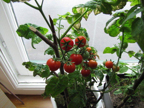 tomates recherchées