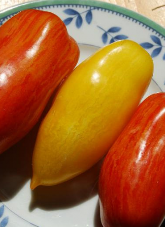 Variétés de tomates jambes banane (représenté jaune)