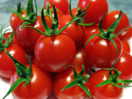 Tomates cerises plus rapidement mûrir, faire? Soins et techniques agricoles