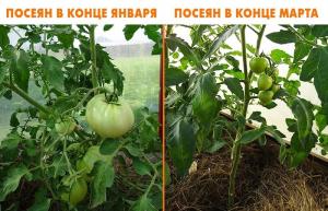 Comment verser les tomates dans la chaleur, et pourquoi