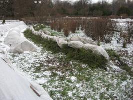Branches d'épinette pour un abri pour l'hiver: Comment dangereux et comment le faire