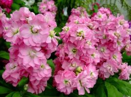 Top 8 des fleurs parfumées pour les parterres de fleurs