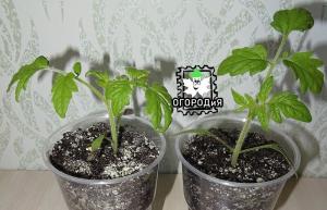 Cultivons des tomates précoces ensemble