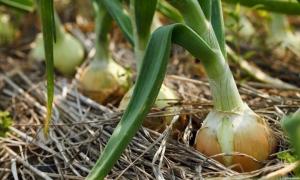 Nous cultivons un énorme arc et d'augmenter sa durée de vie