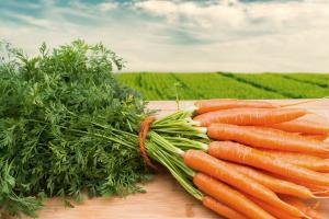 3 problèmes typiques qui peuvent survenir lors de la croissance des carottes