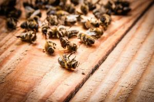 Vanga avait raison? Pourquoi les abeilles meurent en masse?